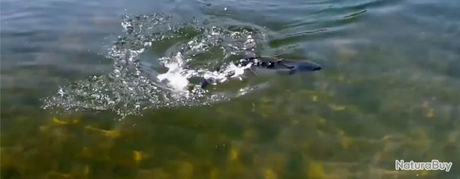 Canne à Mouche EXTREME 3-8WT En Fibre De Carbone 9ft 8wt Combo +bobine En Graphite Ligne De Vol 6 Canne à Mouche EXTREME 3-8WT En Fibre De Carbone 9ft 8wt Combo +bobine En Graphite Ligne De Vol – Image 6